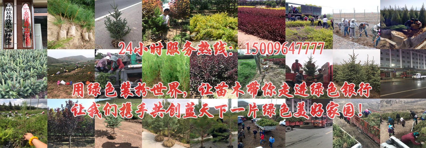 乐鱼官网游戏